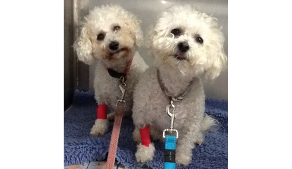 Animal Medical Centre Veterinary Hospital - Launceston, TAS