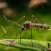Guaranteed Pest Solutions gallery