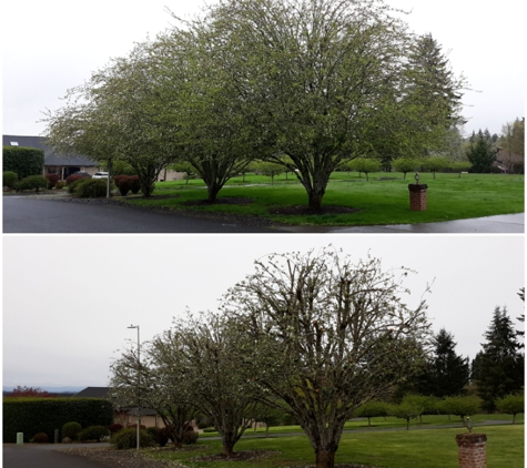 Arbor City Tree Care - Vancouver, WA