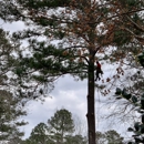 Ricardo's Tree Service, LLC - Tree Service