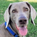 Dove Mountain Veterinary - Pet Services