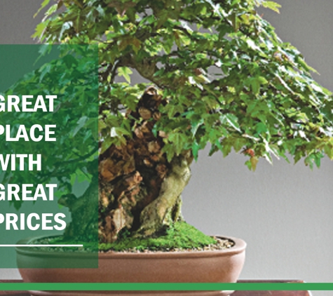 Ray Nesci Bonsai Nursery - Dural, NSW. Great Place With Great Prices