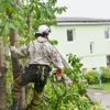 Tree Pruning and Trimming gallery