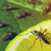 Bugs Express Pest Management Co gallery
