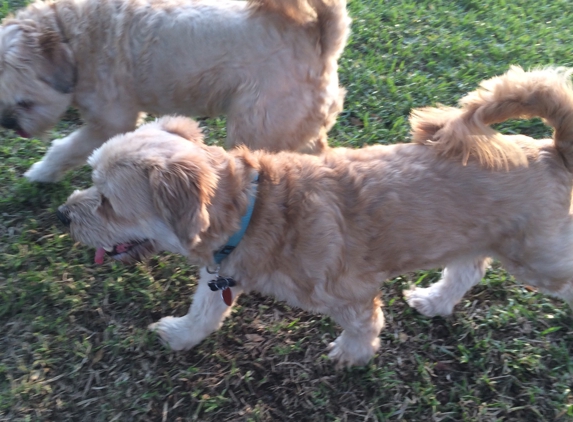Dana's Gone to The Dogs Petsitting! - Delray Beach, FL. Jack and Jewels. Our ambassadors!! ❤️