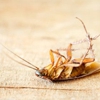 Top Claremont Exterminators gallery