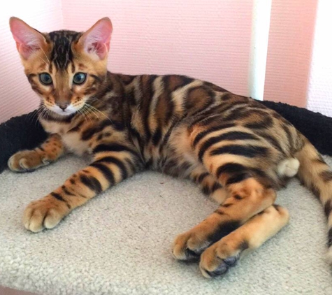 BIMINI Bengal & Abyssinian cats cattery - Brooklyn, NY