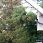 Rivertown Tree Service