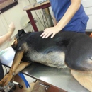 Canton Veterinary Clinic - Veterinary Clinics & Hospitals