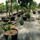 Pine Island Nursery Inc