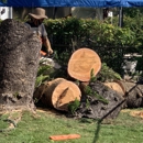 Go Green Affordable Tree Service - Stump Removal & Grinding