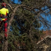 Roots & Shoots Tree Care gallery