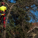 Roots & Shoots Tree Care - Tree Service