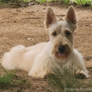 Schulte Scottish Terriers - Pet Breeders