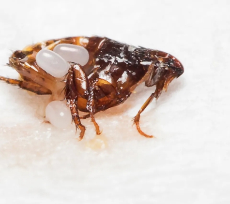 Vin Truscott Pest Control
