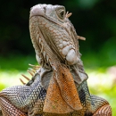 Just Wildlife and Bees - Pest Control Services