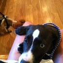 Aztec Pet Hospital - Pet Services
