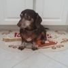 Clip & Trim Professional Dog Grooming gallery