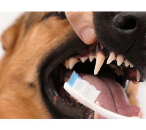 Melton Veterinary Clinic - Melton, VIC