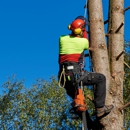 Treeman - Tree Service