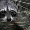 Dead Animal Removal gallery