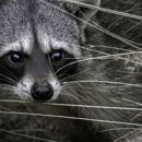 Dead Animal Removal - Pest Control Services