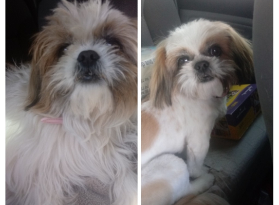 Ace Grooming Pet Spa - Los Lunas, NM. Adora-"before and after"