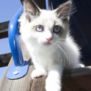 Roxy's Ragdoll Kittens - Pet Breeders