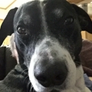 Spencer Veterinary Services