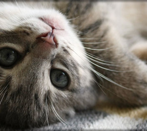 Eastwood Veterinary Clinic - Ballarat East, VIC