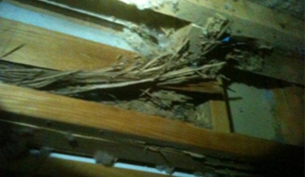 Buzz Off - Bendigo Pest Professionals - Kennington, VIC. Image Description: Termite damage found in a Kennington house.