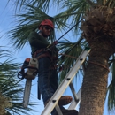 Only Trees LLC - Arborists