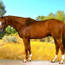 Thoroughbred Sport Horse - Horse Training