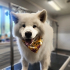 Fur Seasons Pet Resort & Spa