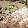 Rayner Tree Solution gallery