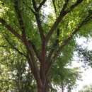 Whitney's Tree Care - Tree Service