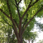 Whitney's Tree Care