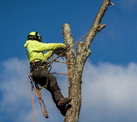 Flora Tree Services - Gungahlin, ACT. Stump Grinding