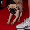 Lucky Dog Bark & Brew - Lake Norman gallery
