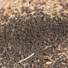 Accord Pest Control Solutions gallery