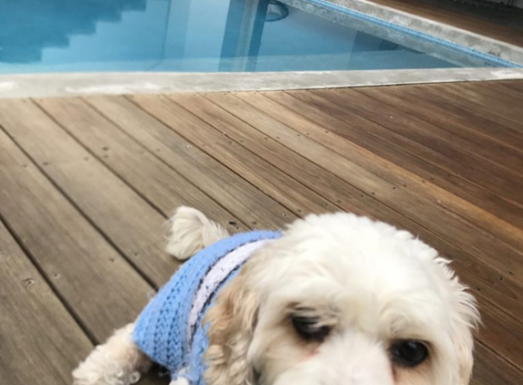 Sharkies Pools Service