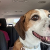 Paw Hills Pet Hotel gallery
