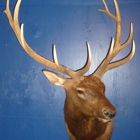 True 2 Life Taxidermy