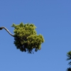 Tree Patrol Tree Service gallery