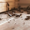 Entech Pest Management Inc gallery