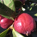 Fruitmommy - Fruit & Vegetable Growers & Shippers