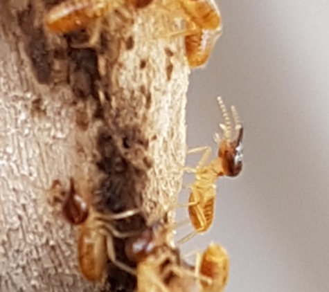 Picton Pest Control