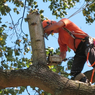 Chop Chop Tree - Troy, MI