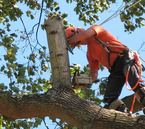 Arbor Tree Care - Boston, MA