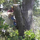 Falcon Tree Experts